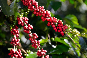 Arabica vs. Robusta: Was wirklich hinter dem Unterschied steckt